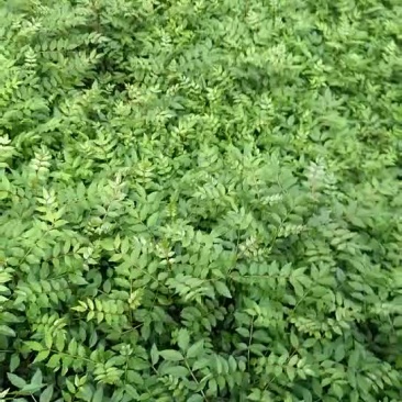 大量供应花椒苗，本公司旗下常年供应各种苗木。