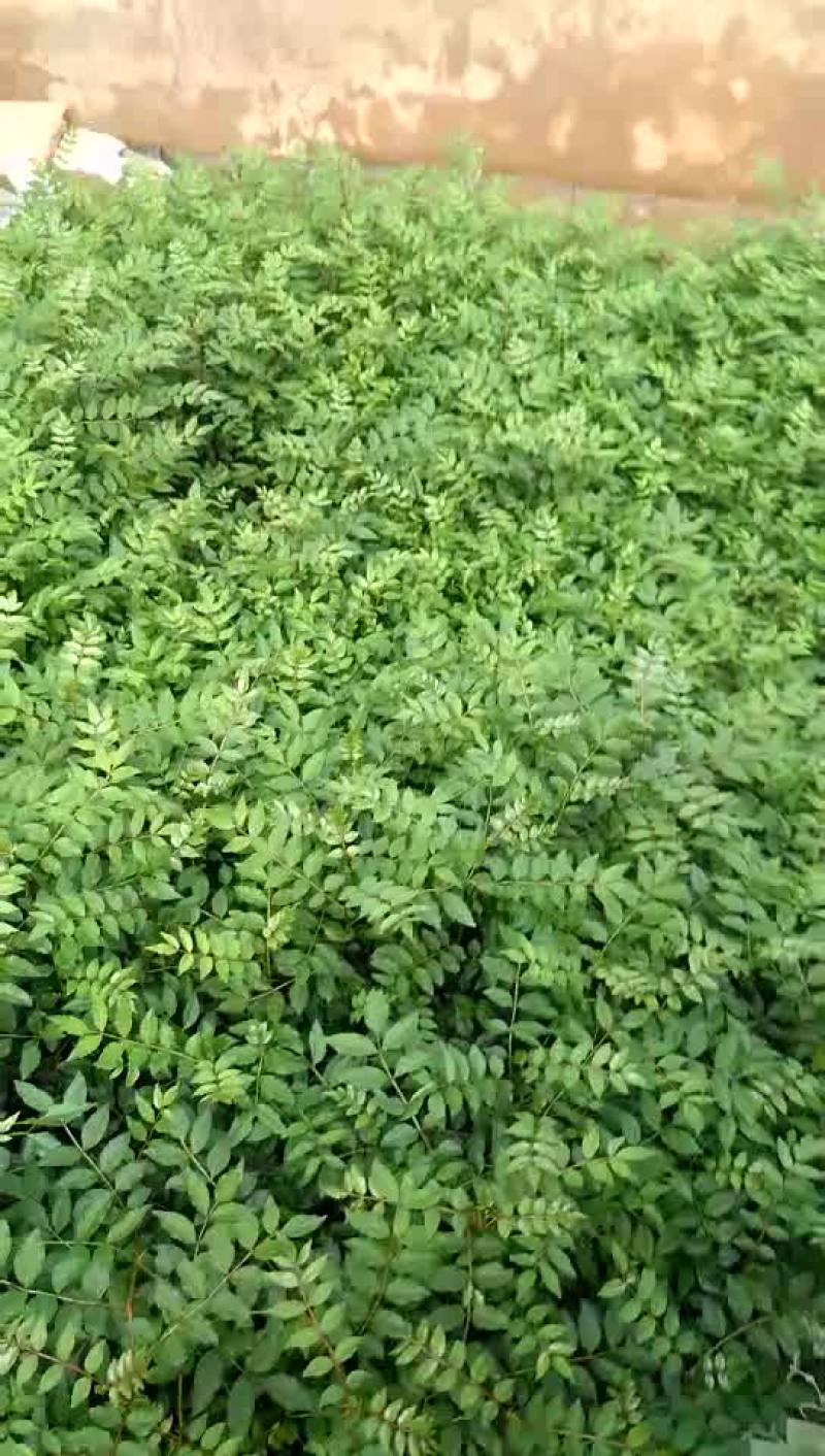大量供应花椒苗，本公司旗下常年供应各种苗木。