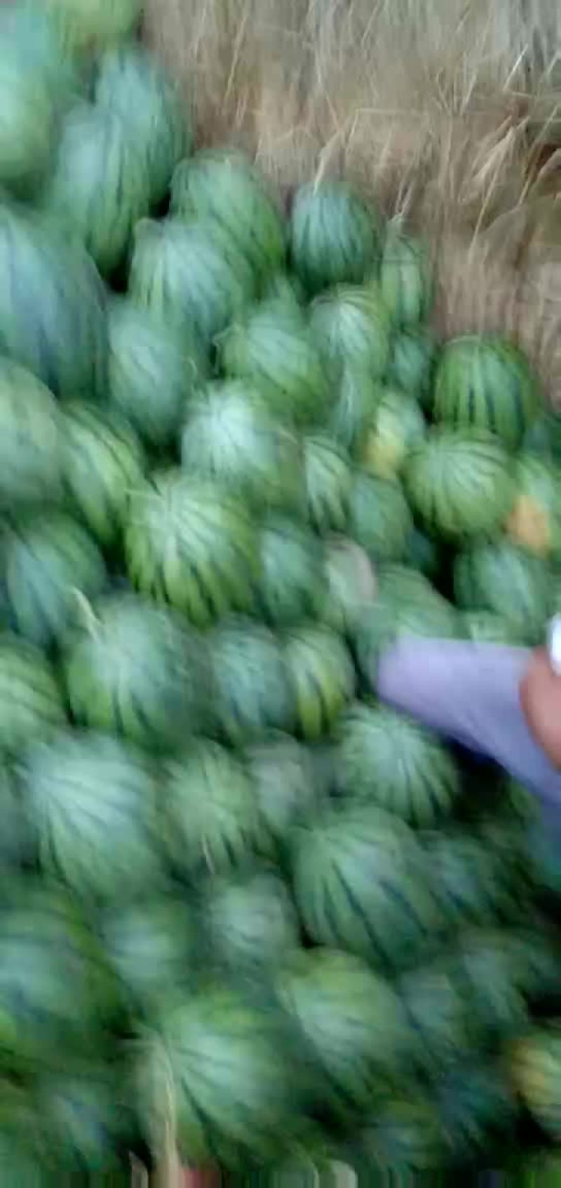 代收西瓜篓