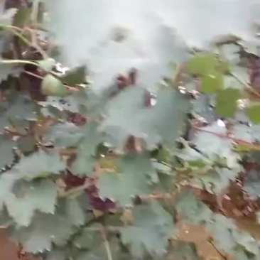 巨峰葡萄
