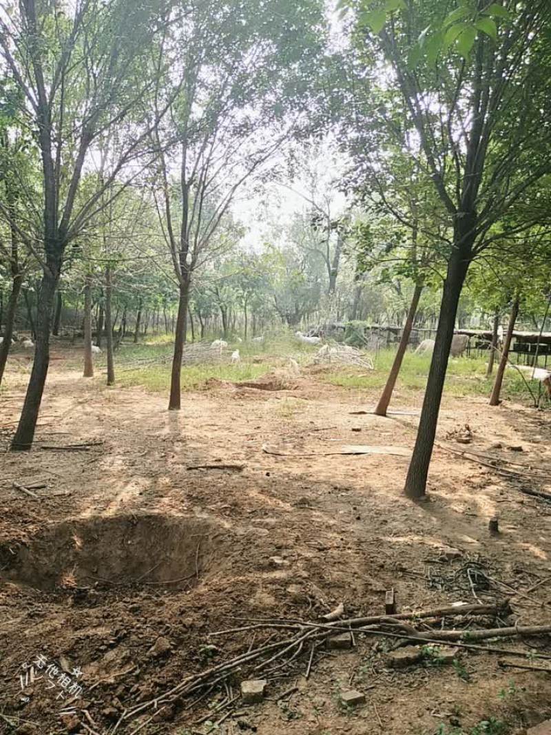 白蜡树
