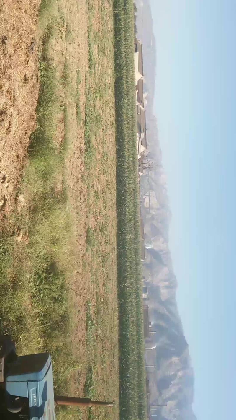 玉米