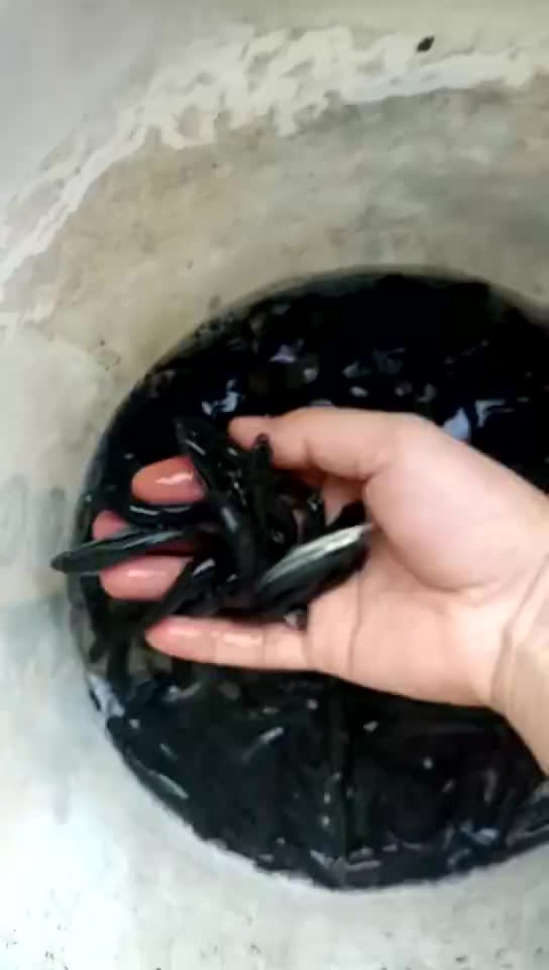 杂交生鱼苗黑鱼苗