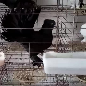 凤尾鸽漂亮的凤尾鸽白色黑色