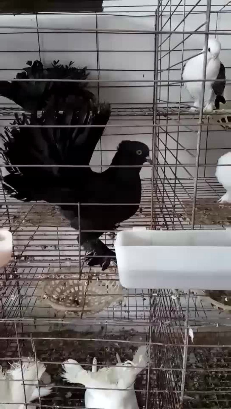 凤尾鸽漂亮的凤尾鸽白色黑色