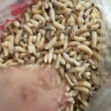 蜂蛹