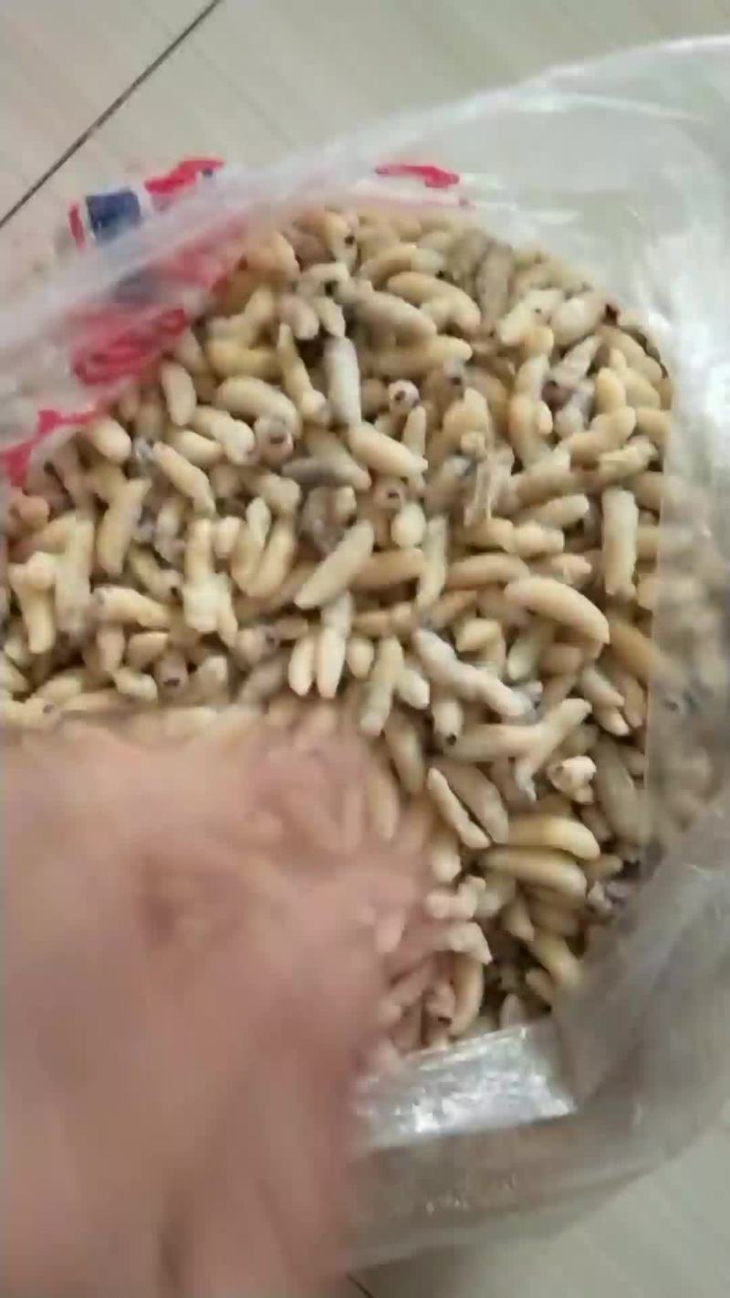 蜂蛹