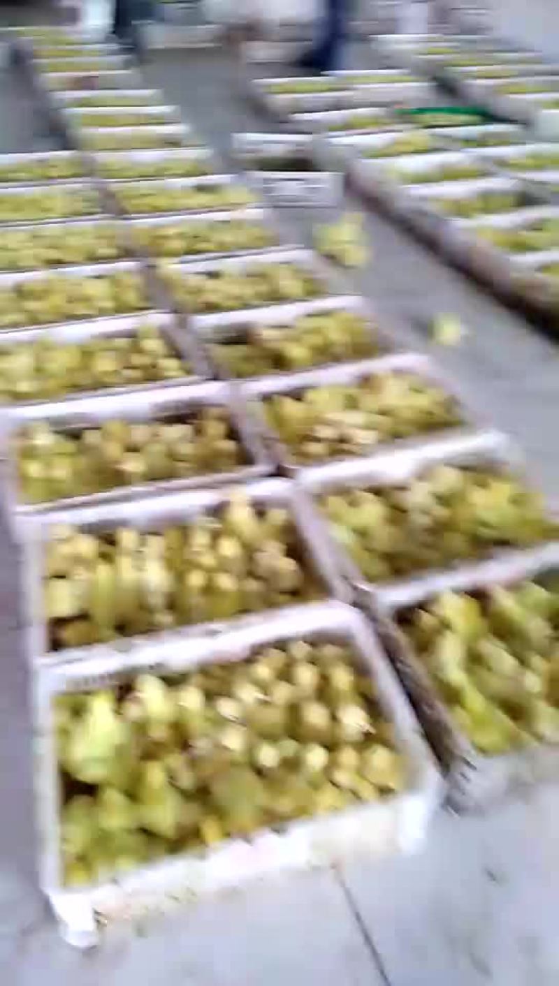 各种鹅苗