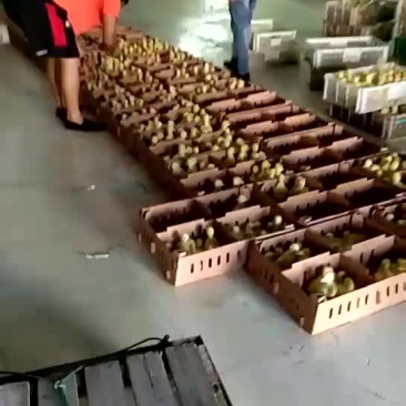 各种鹅苗