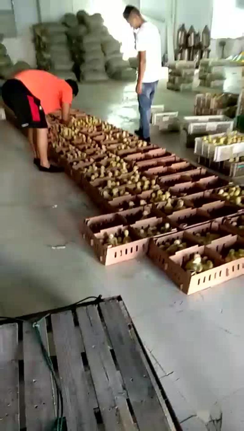 各种鹅苗