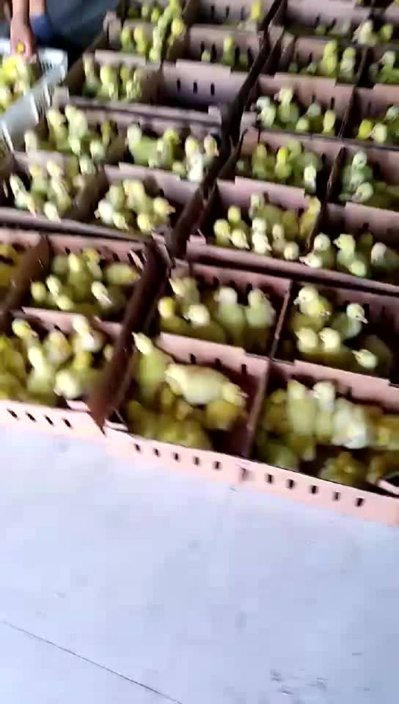 各种鹅苗