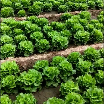意大利生菜