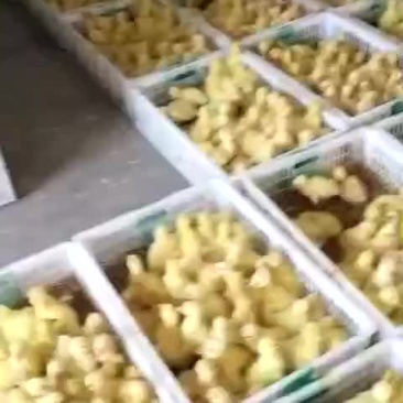 我厂出售各种鹅苗，欢迎大家来选购