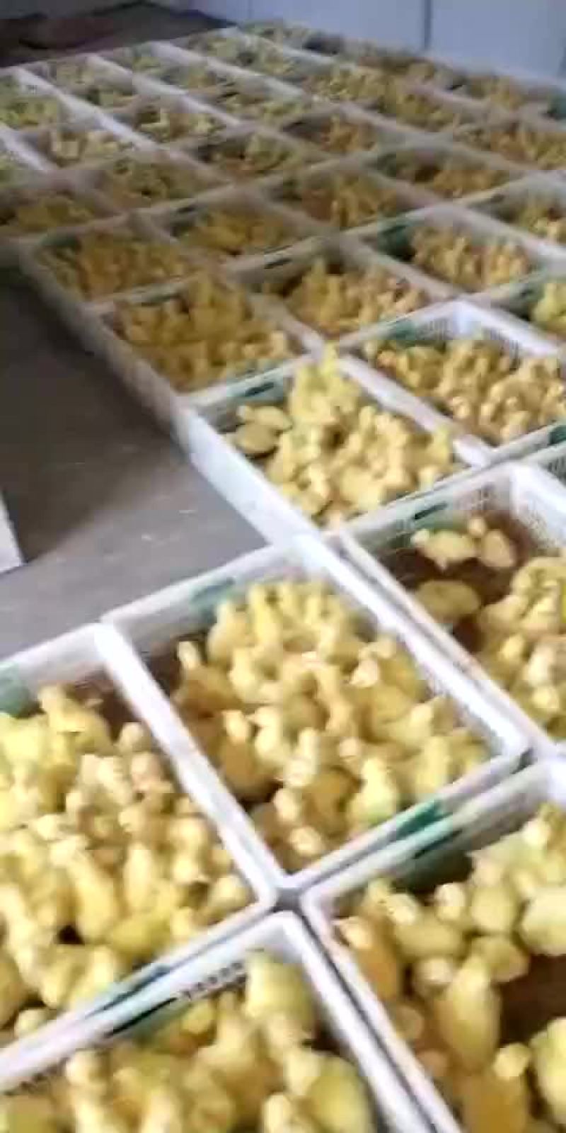 我厂出售各种鹅苗，欢迎大家来选购