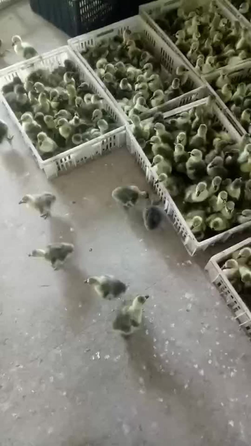 我厂出售各种鹅苗，欢迎大家来选购