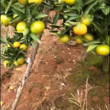 特早蜜橘