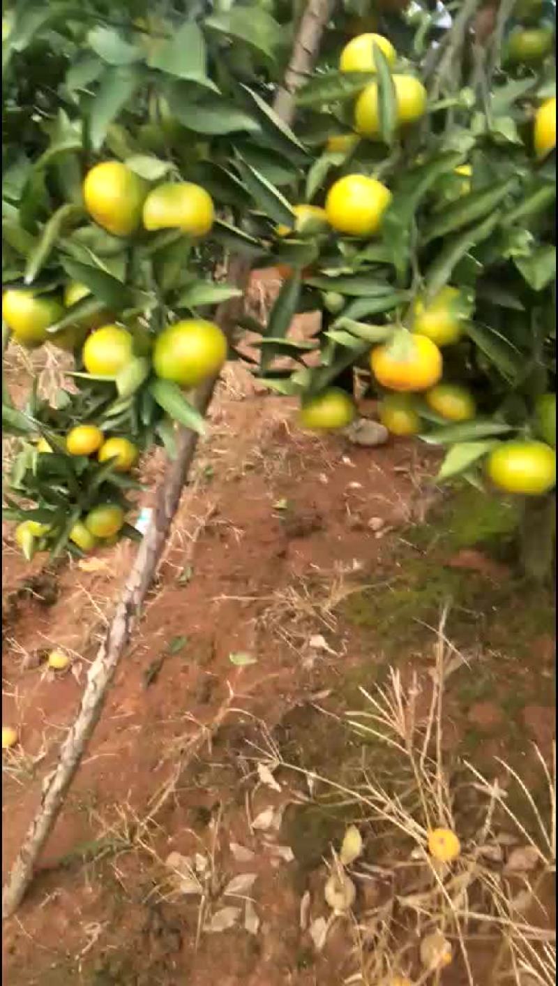 特早蜜橘