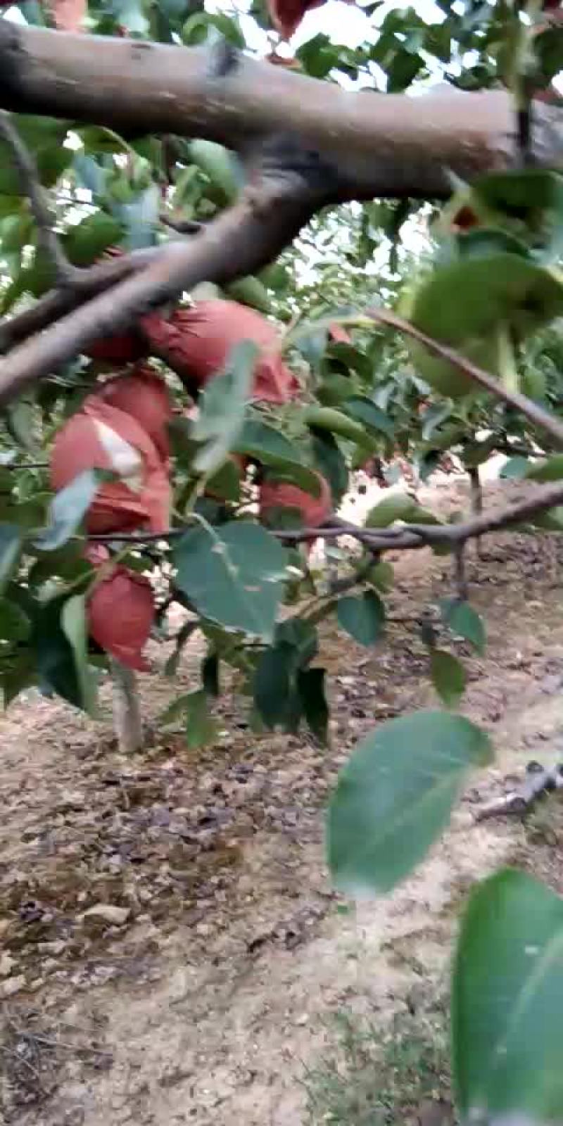 礼泉酥梨，礼泉贡梨，各种水果