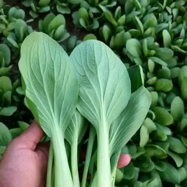 油菜