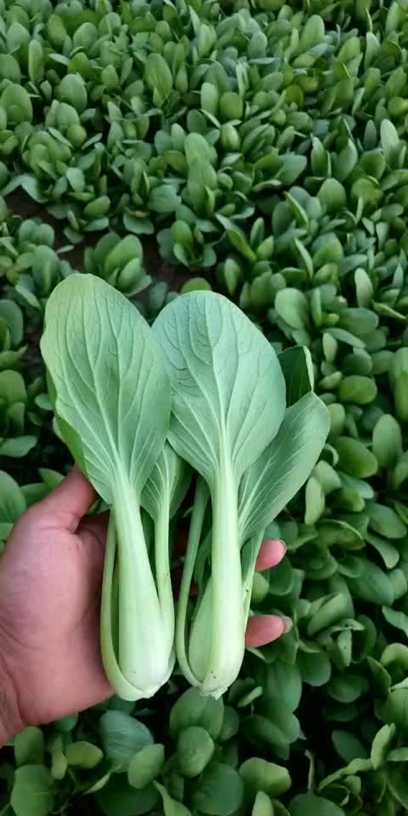 油菜
