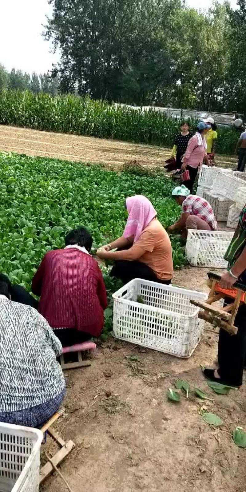 油菜