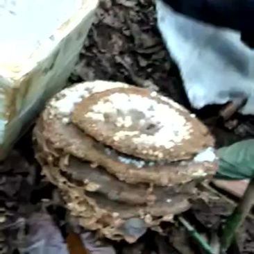 野生土蜂