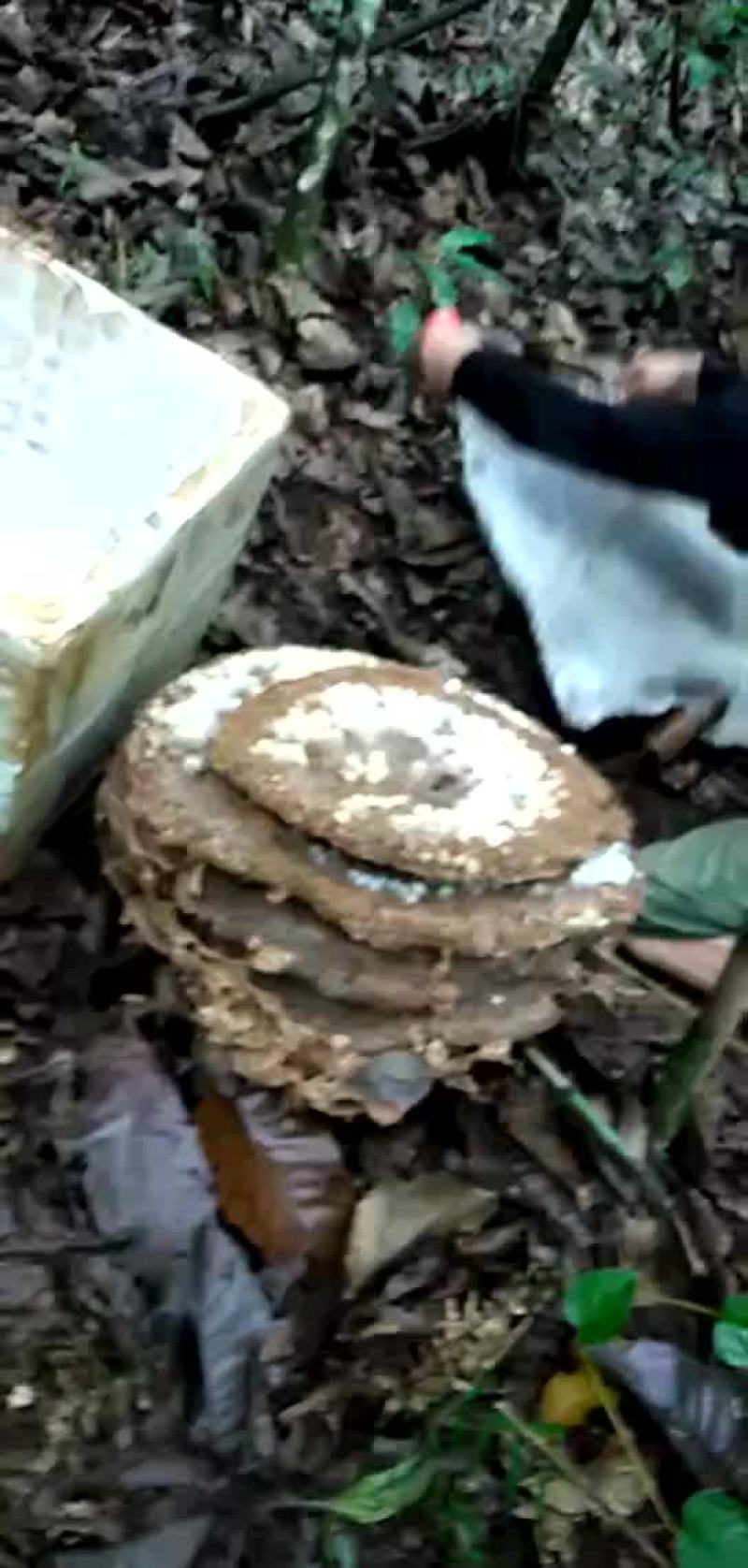 野生土蜂