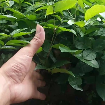 牛大力
