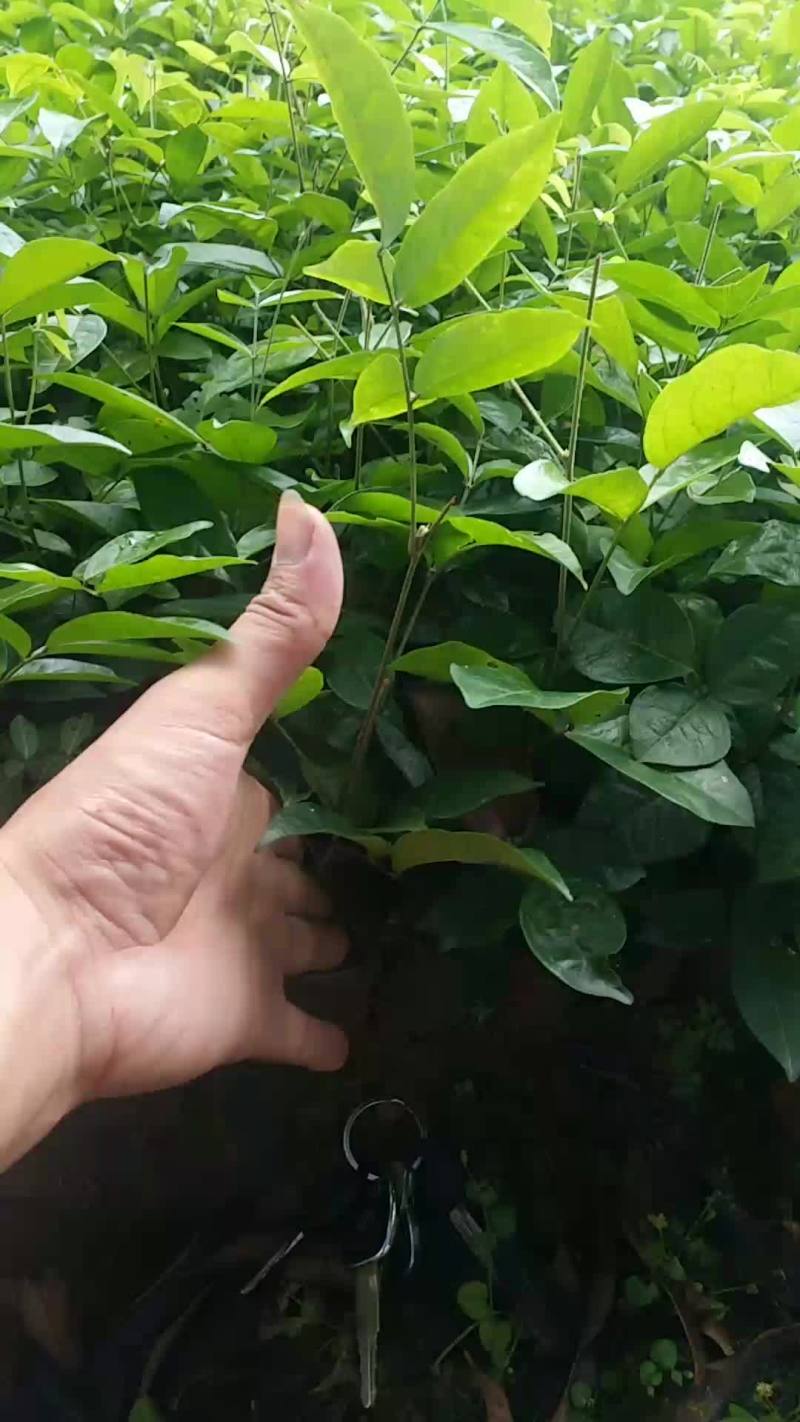 牛大力