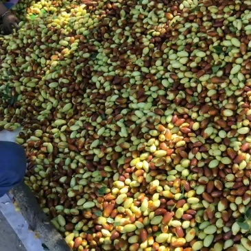 马牙枣，鲜果，