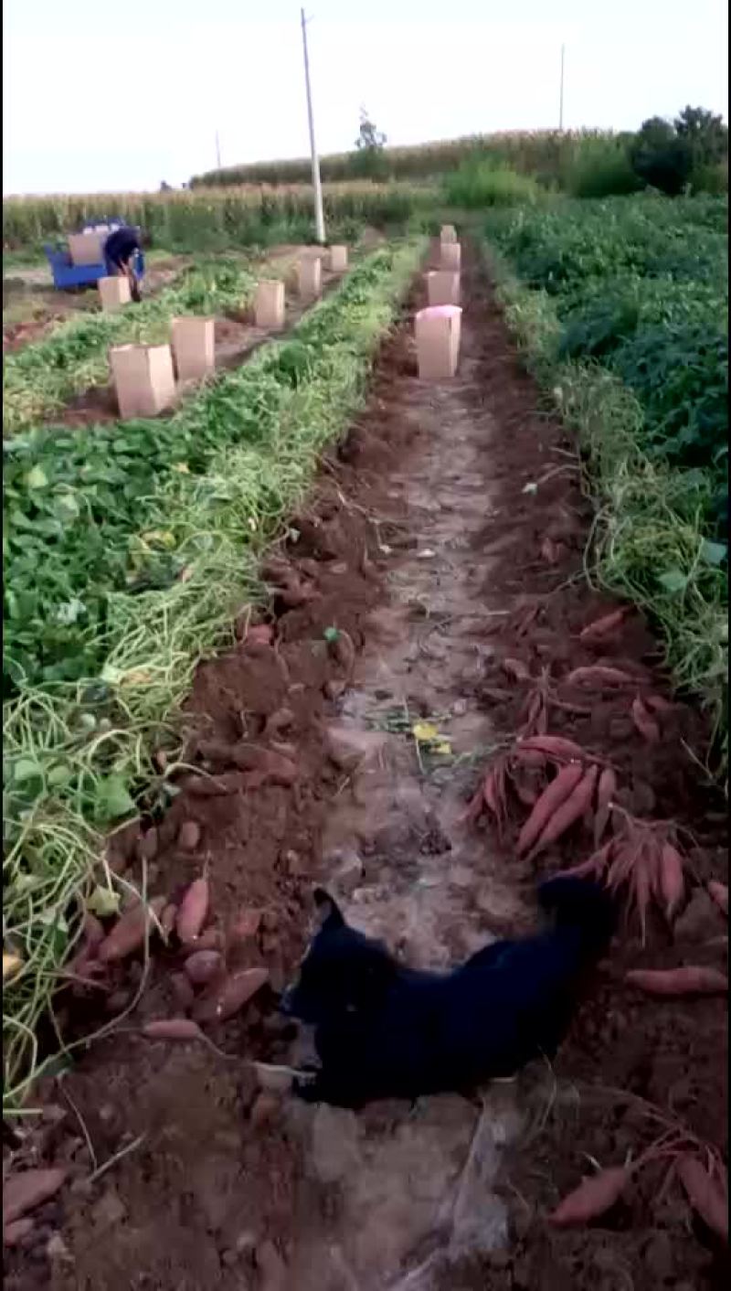 红薯