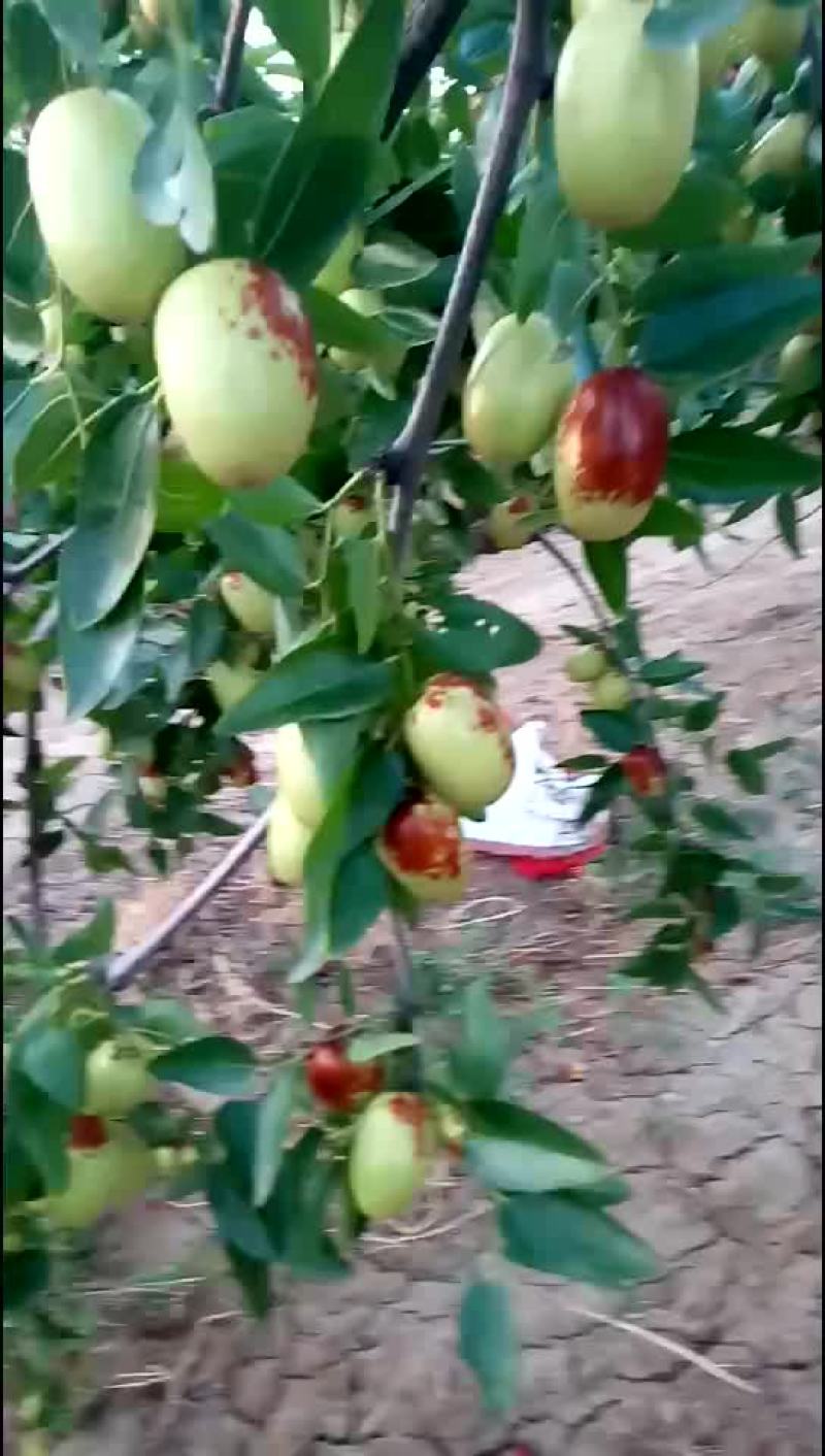 鸡心枣特供