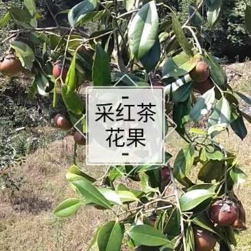 野生红花茶子