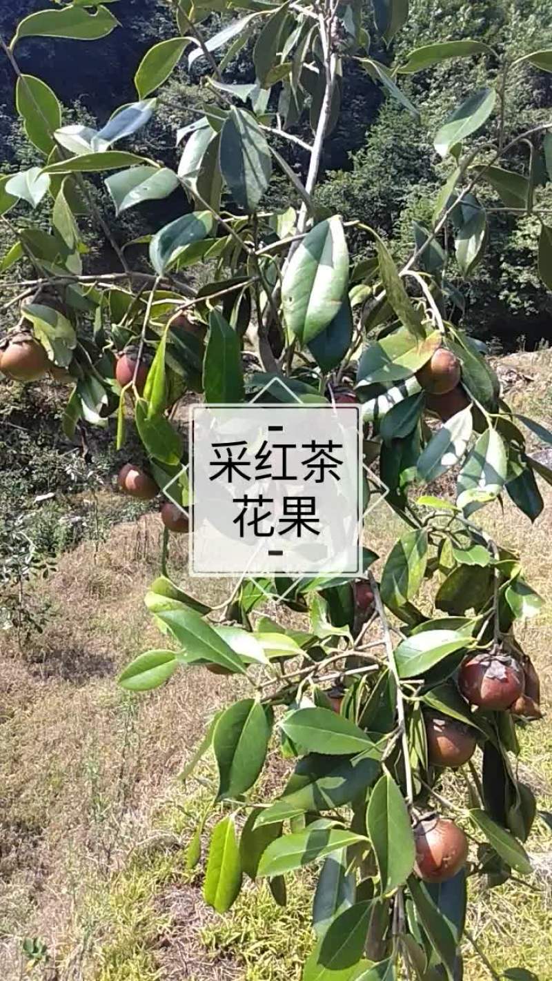 野生红花茶子