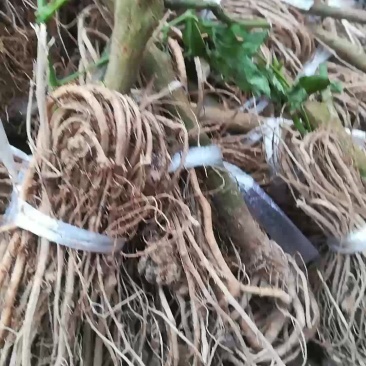 白花刀豆根