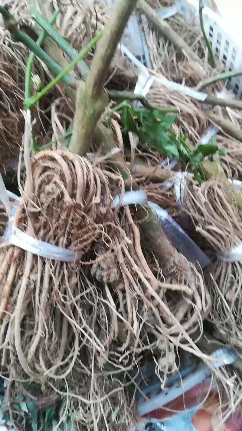 白花刀豆根