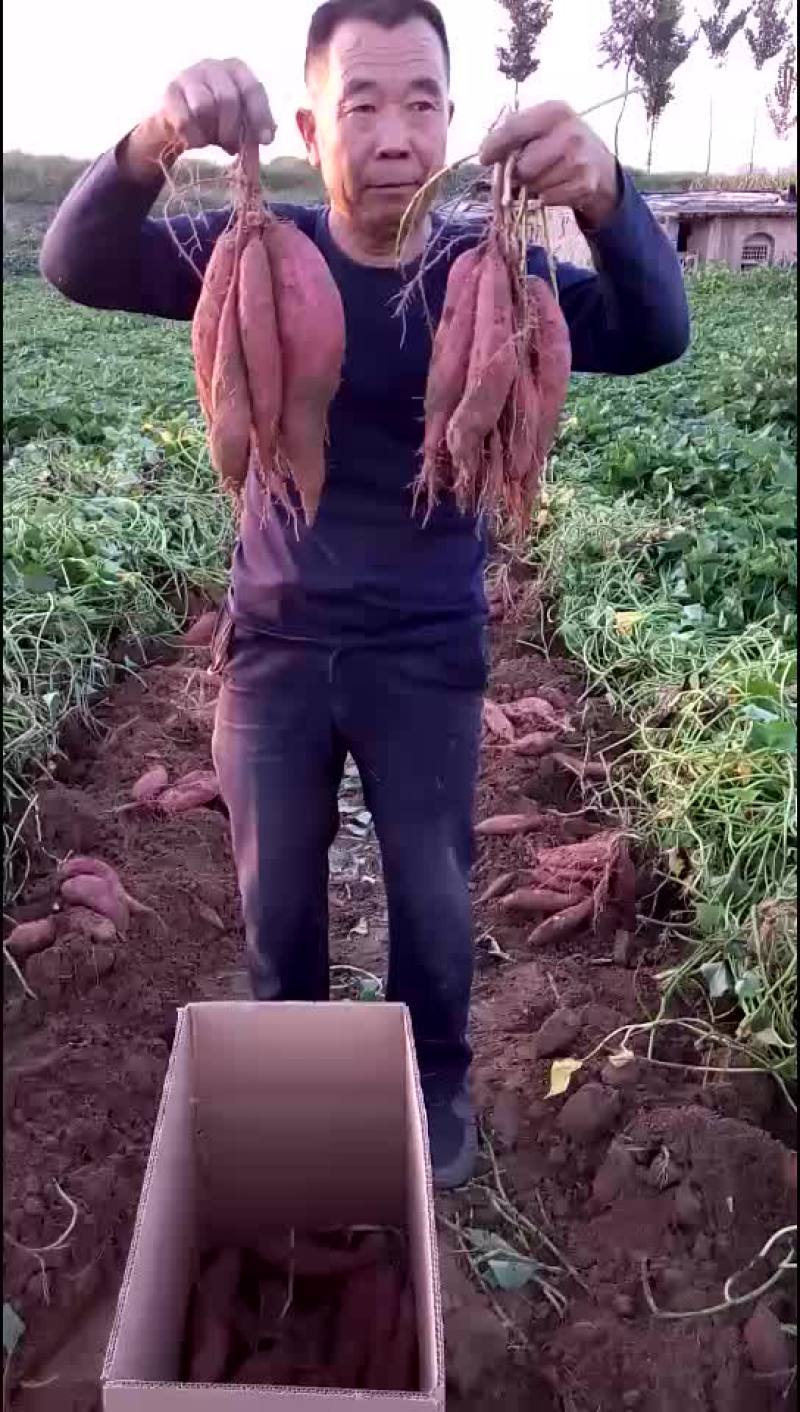 红薯