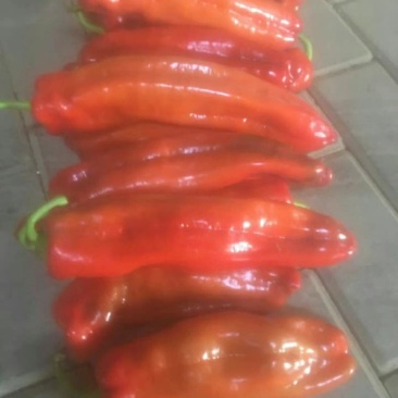 炒椒