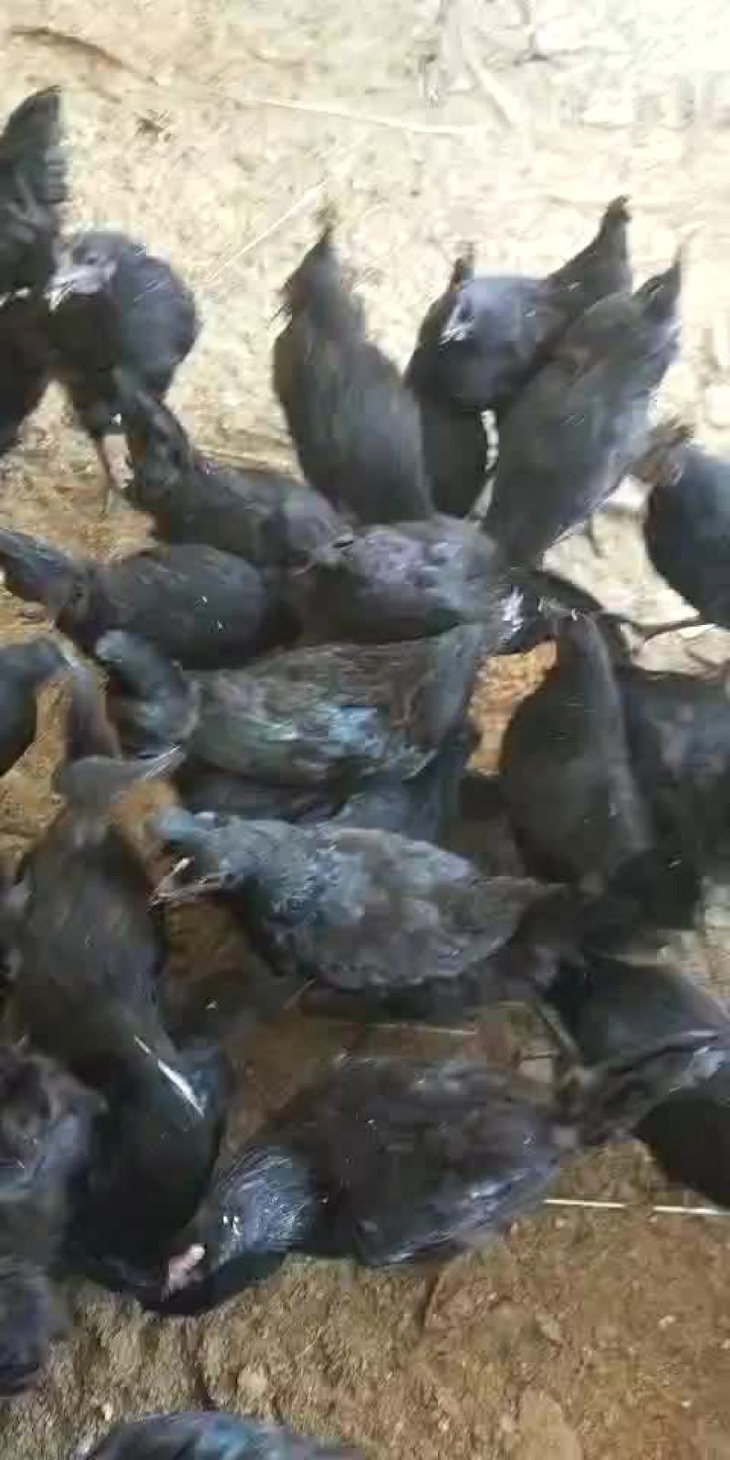 五黑鸡