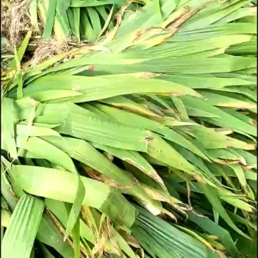 鸢尾