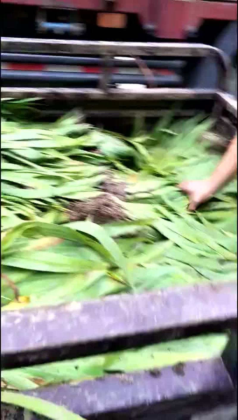 鸢尾