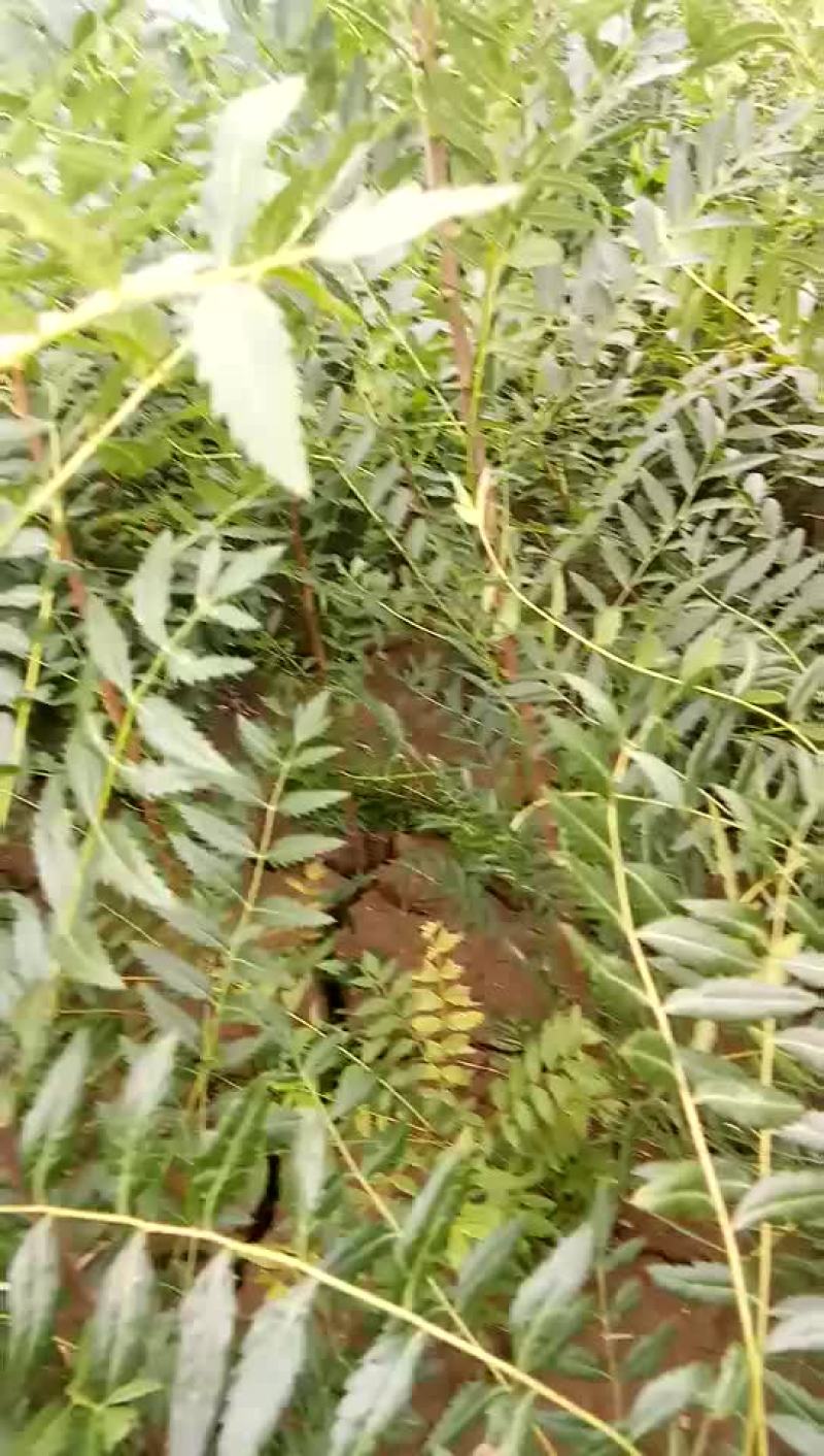 一年生文冠果苗数量大