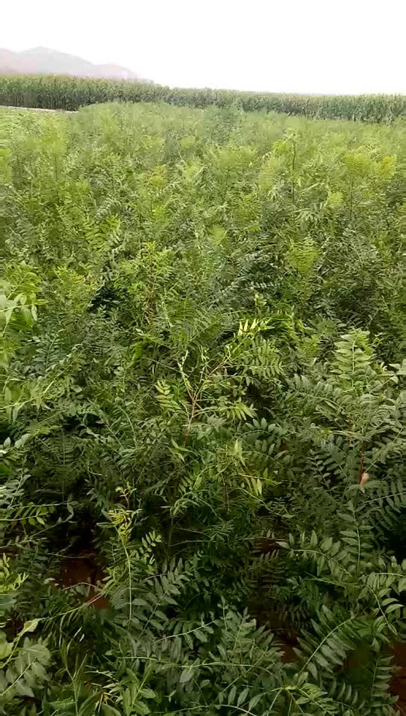 一年生文冠果苗数量大