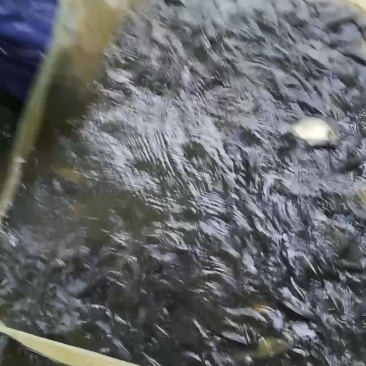 鲤鱼