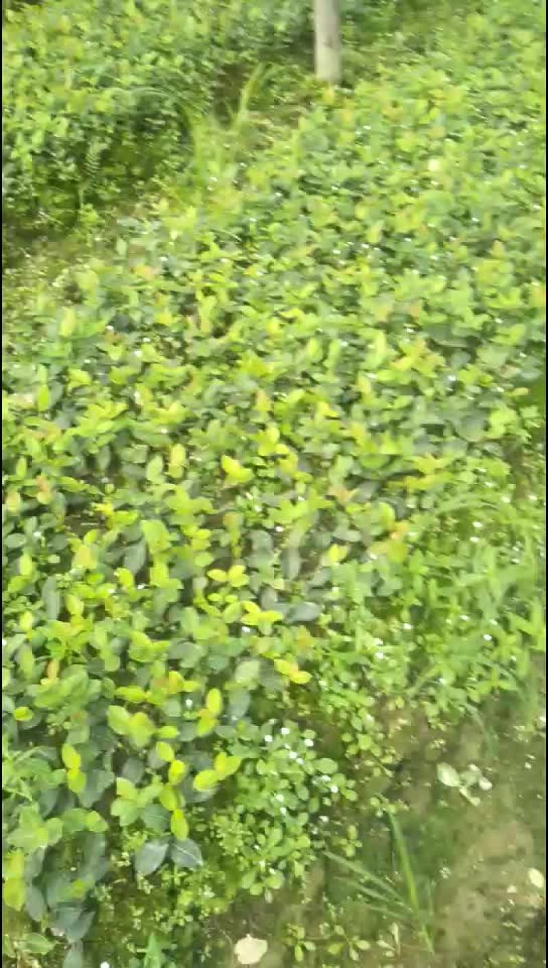 高产油茶苗8公分以上