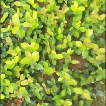 高产油茶苗8公分以上