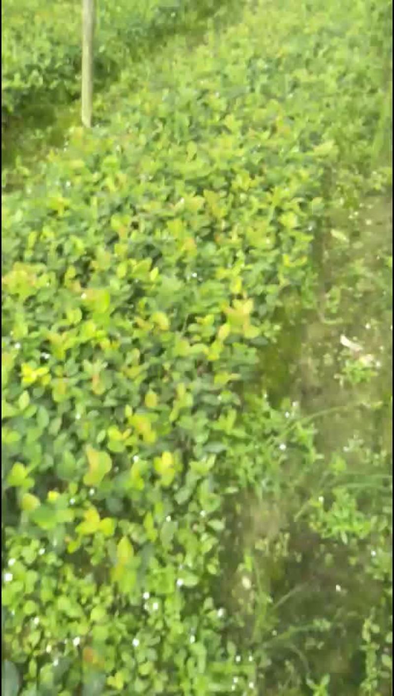 高产油茶苗8公分以上