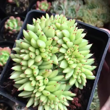 多肉植物