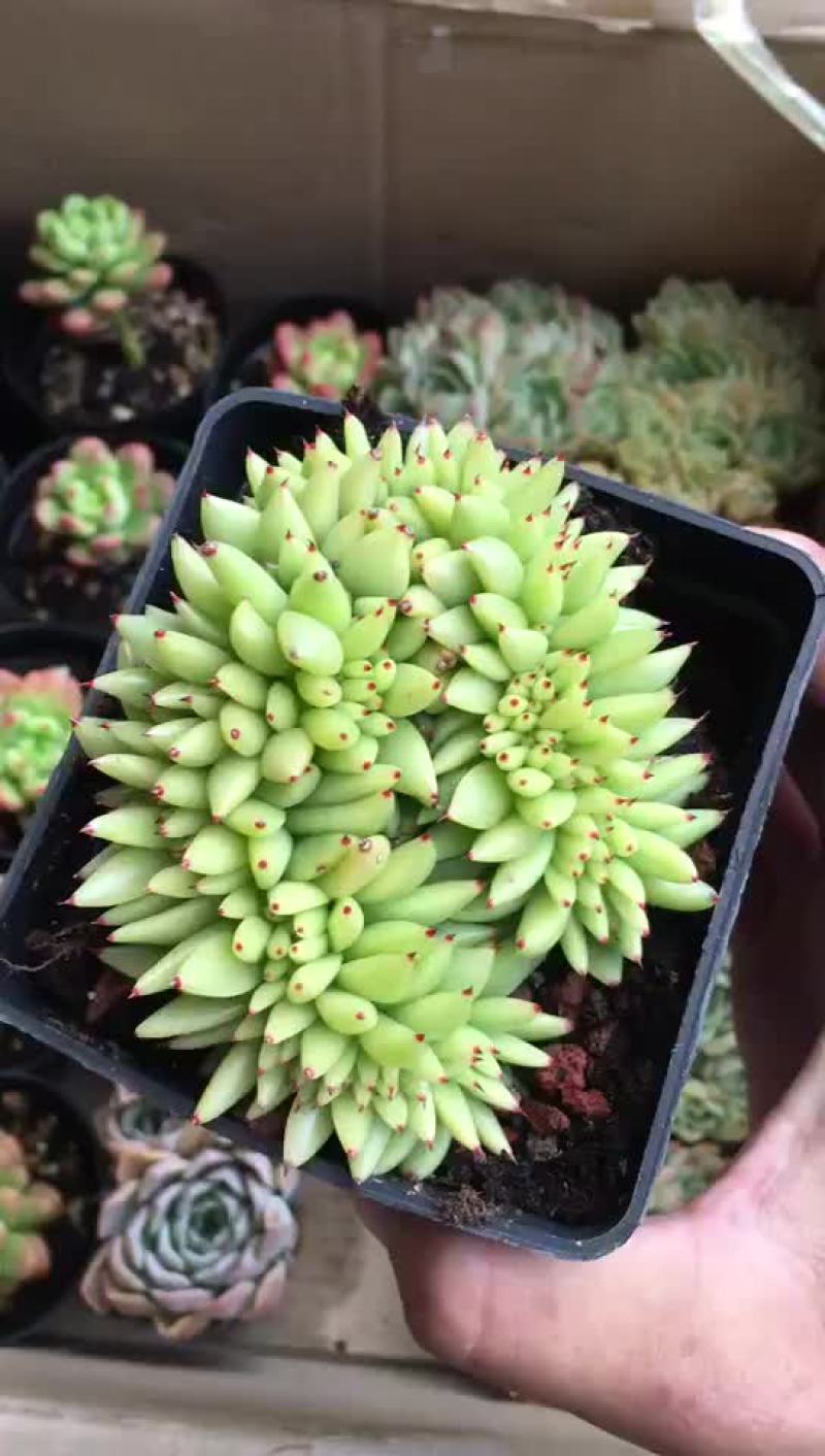 多肉植物