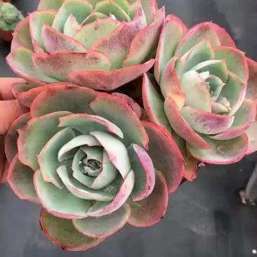 多肉植物